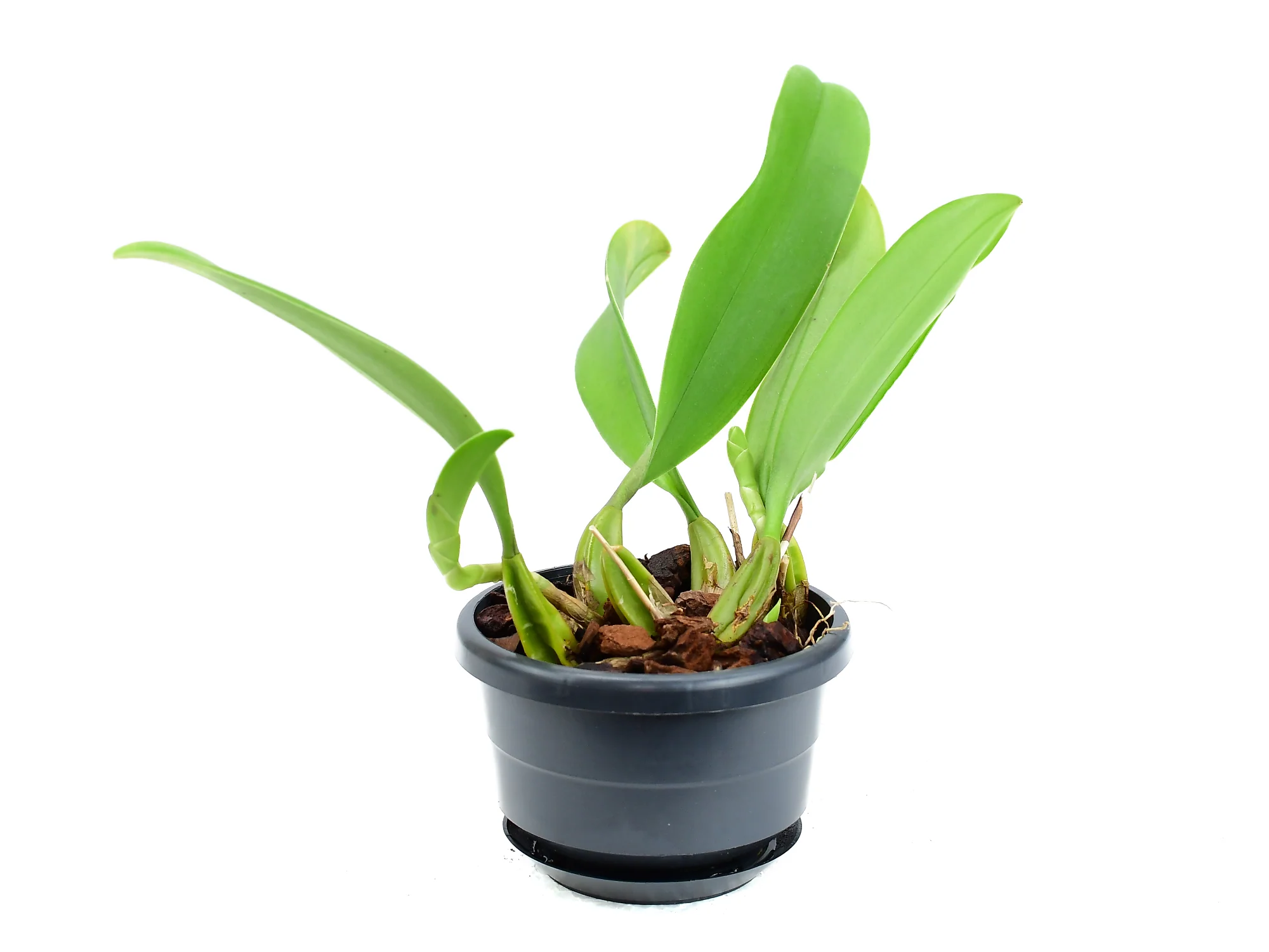 Bulbophyllum rothschildianum - Image 4