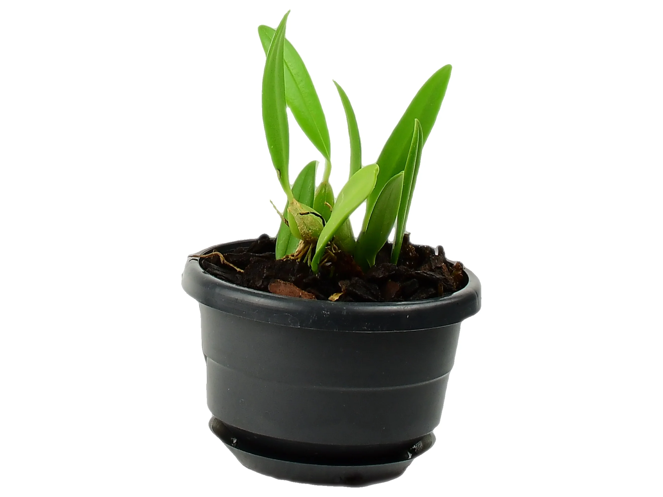 Bulbophyllum saltatorium var. albociliatum - Image 3