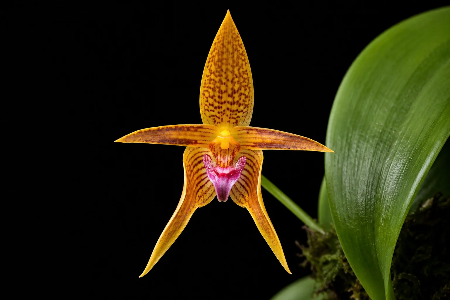 Bulbophyllum smitinandii OP In vitro
