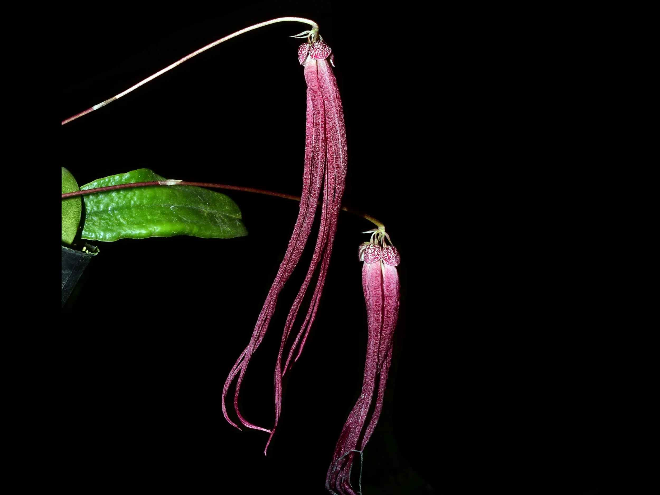 Bulbophyllum treschii