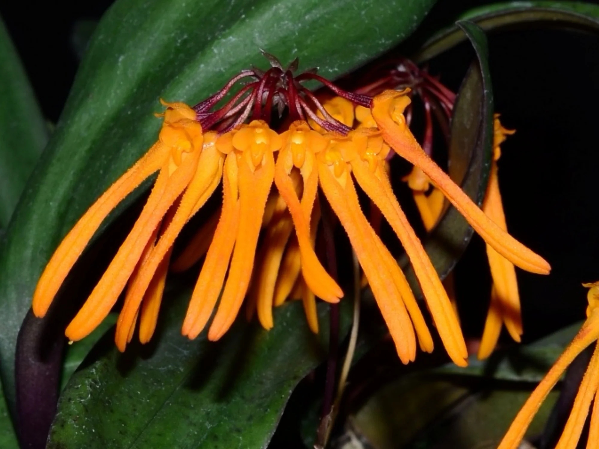Bulbophyllum trongquyetii - Image 2
