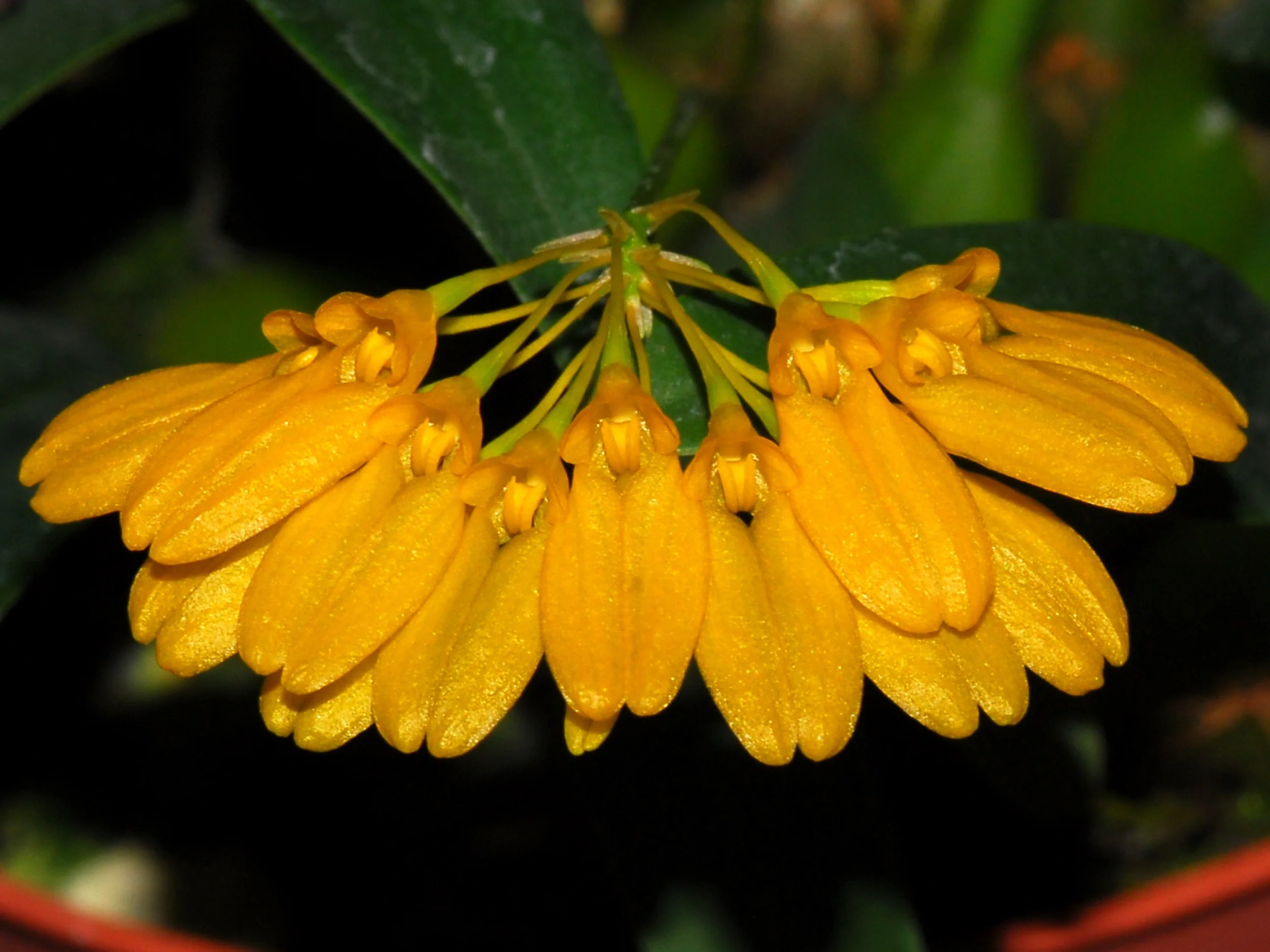 Bulbophyllum vietnamense