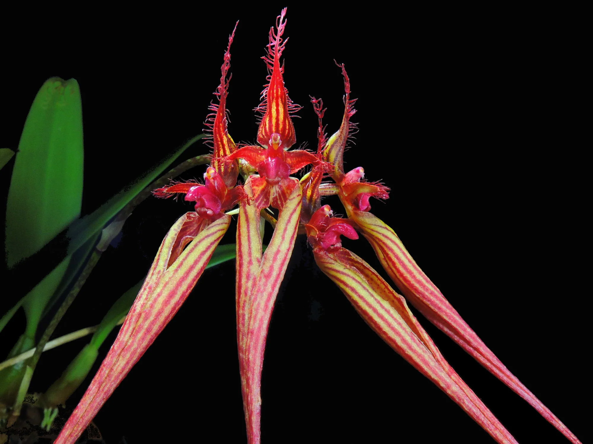 Bulbophyllum wendlandianum