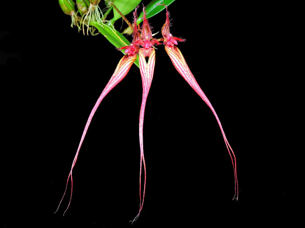 Bulbophyllum wendlandianum - Image 2