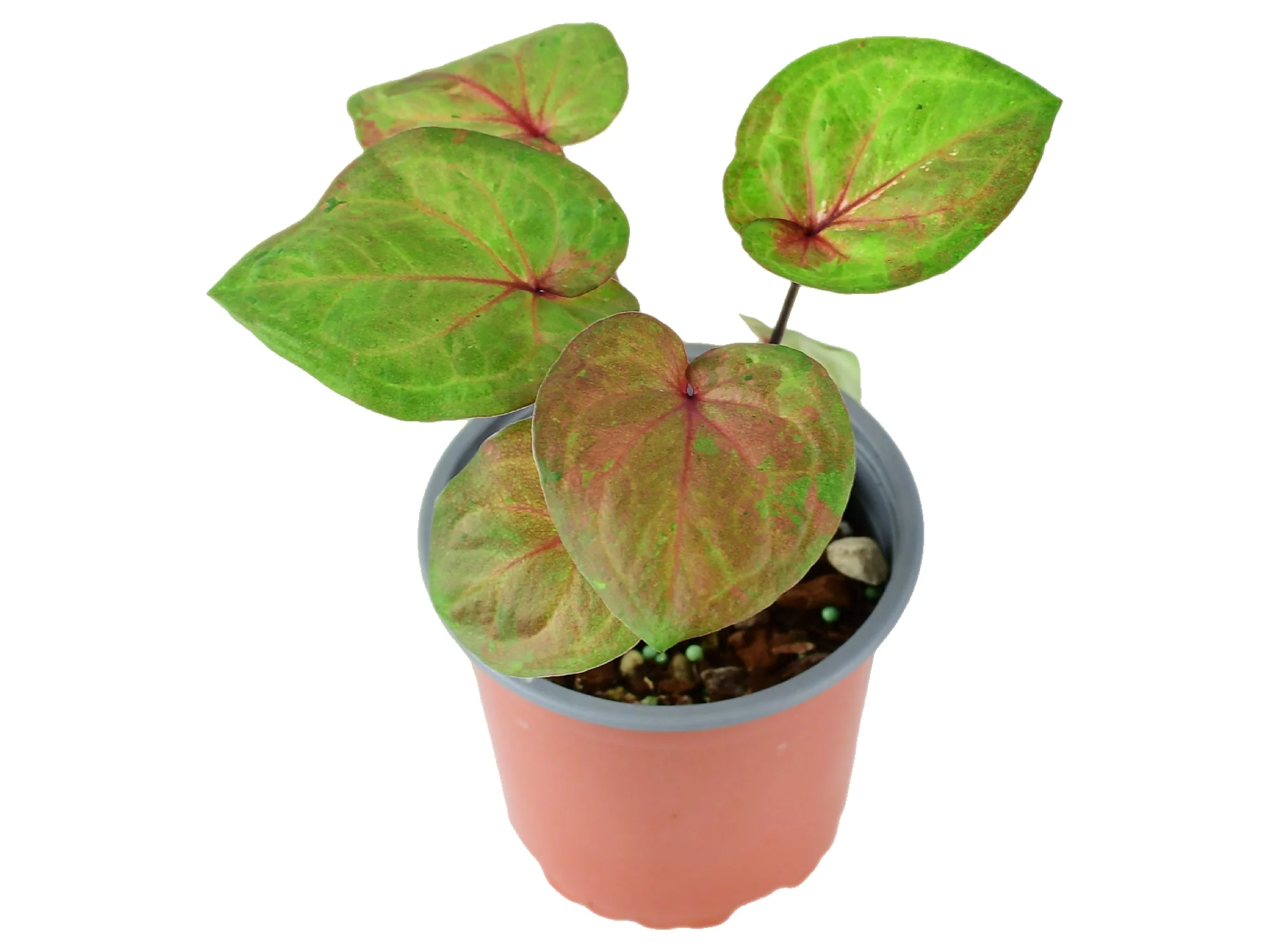 Caladium bicolor 'Peach Red Wine' S (11cm Topf)