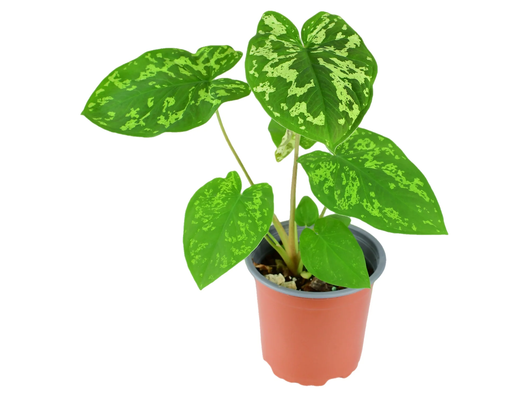 Caladium praetermissum ‘Hilo Beauty'
