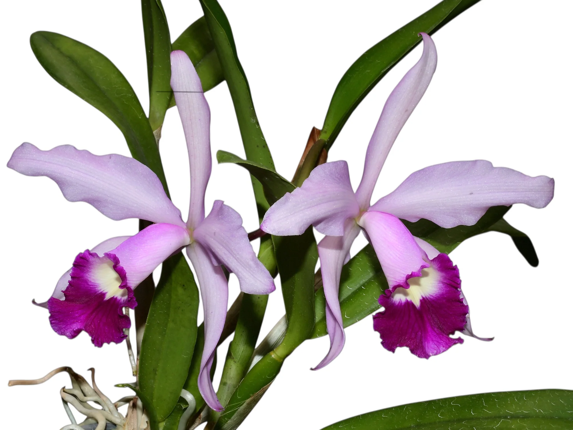 Cattleya Elegans (1898) (5 cm Topf)