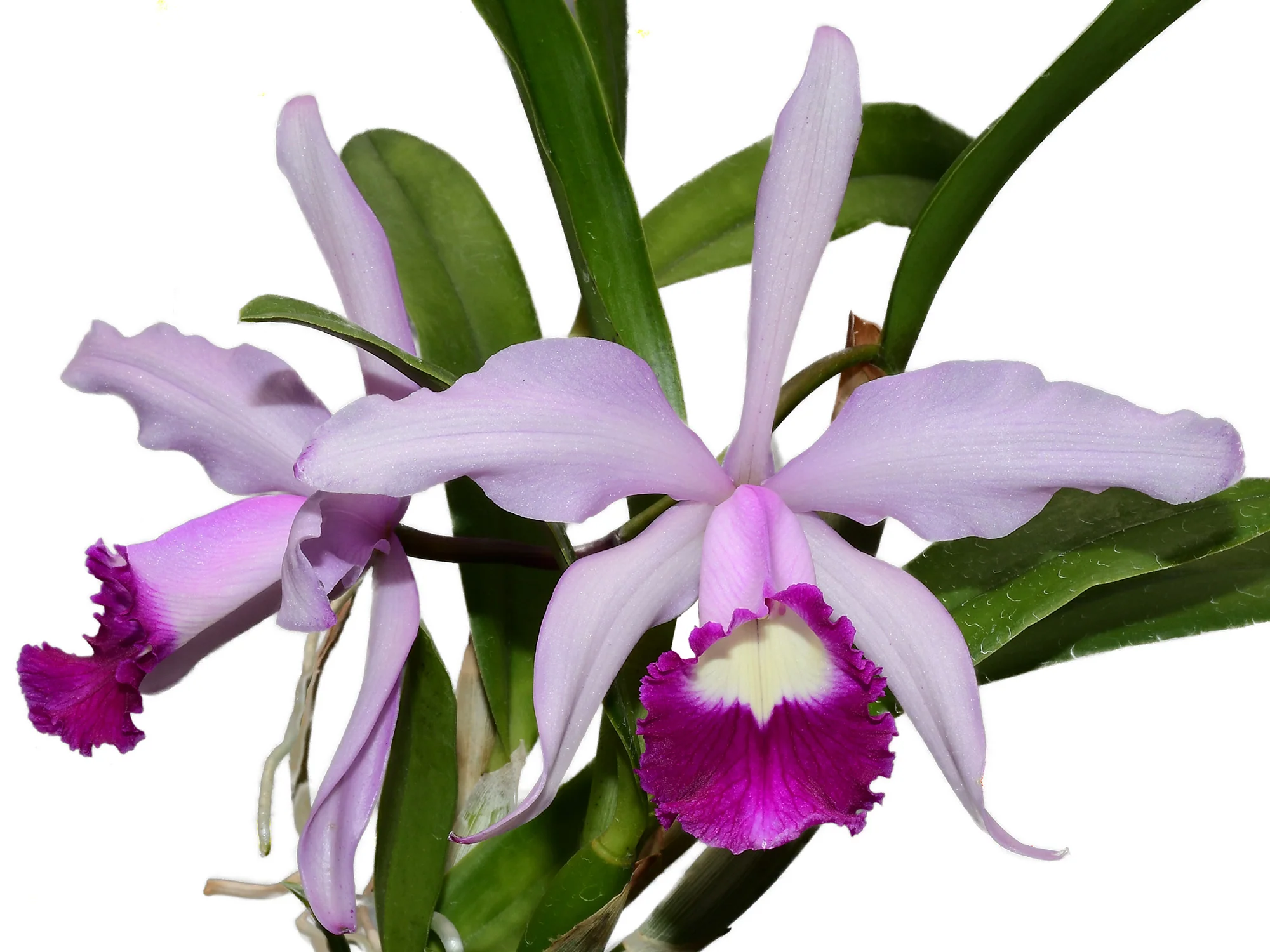 Cattleya Elegans OP In vitro