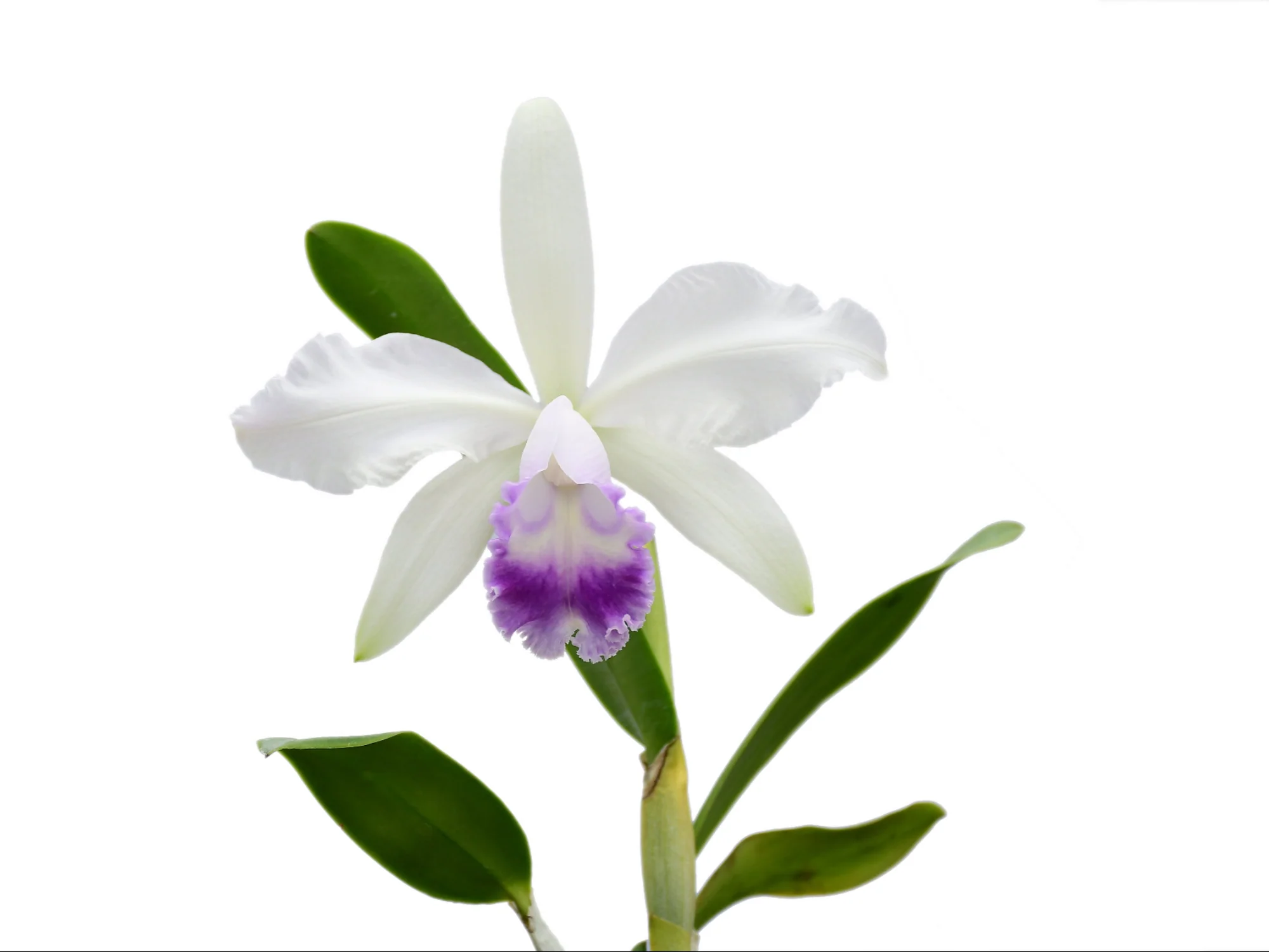 Cattleya Enchantress (1914) f. coerulea