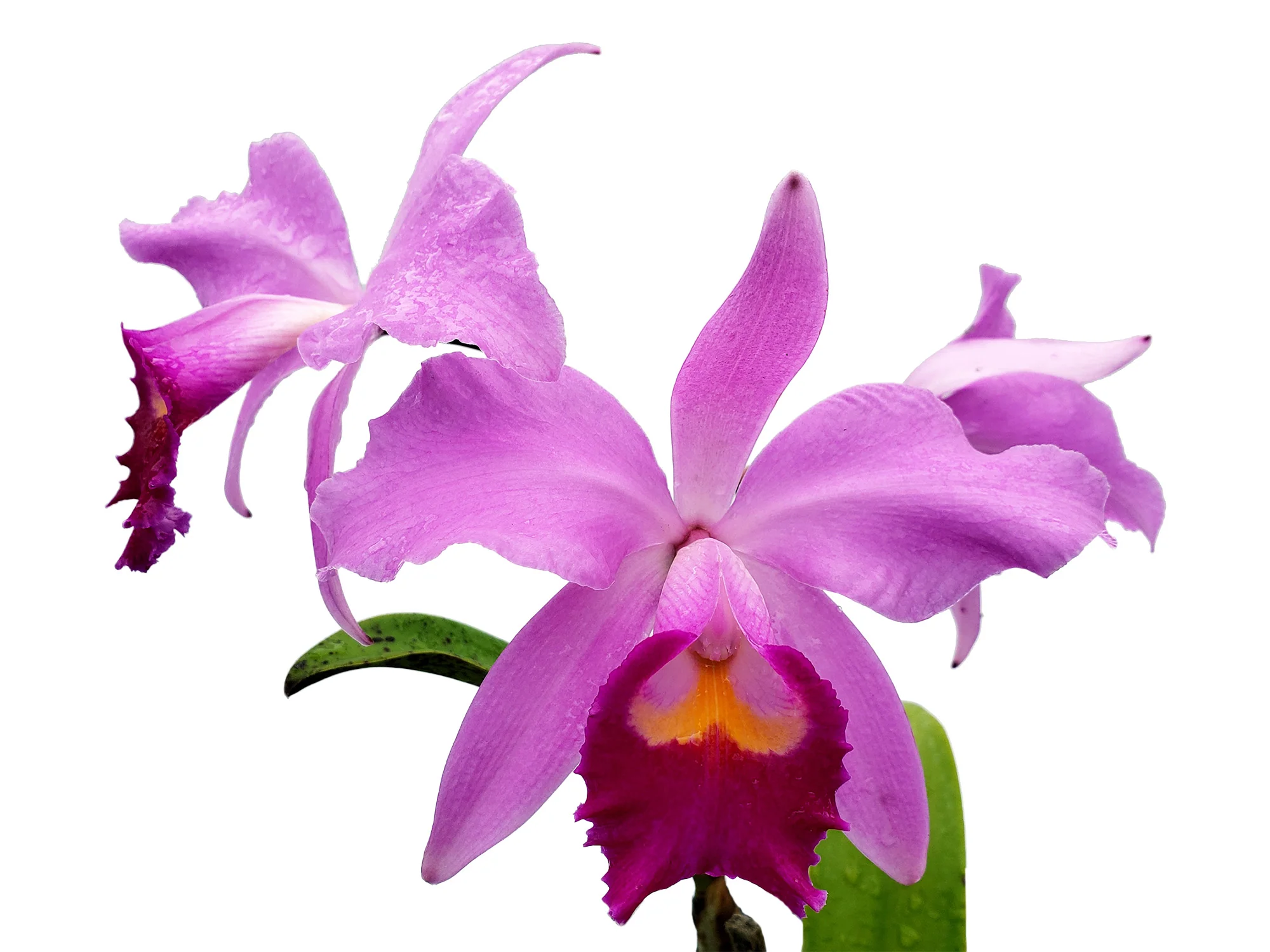 Cattleya Euphrasia