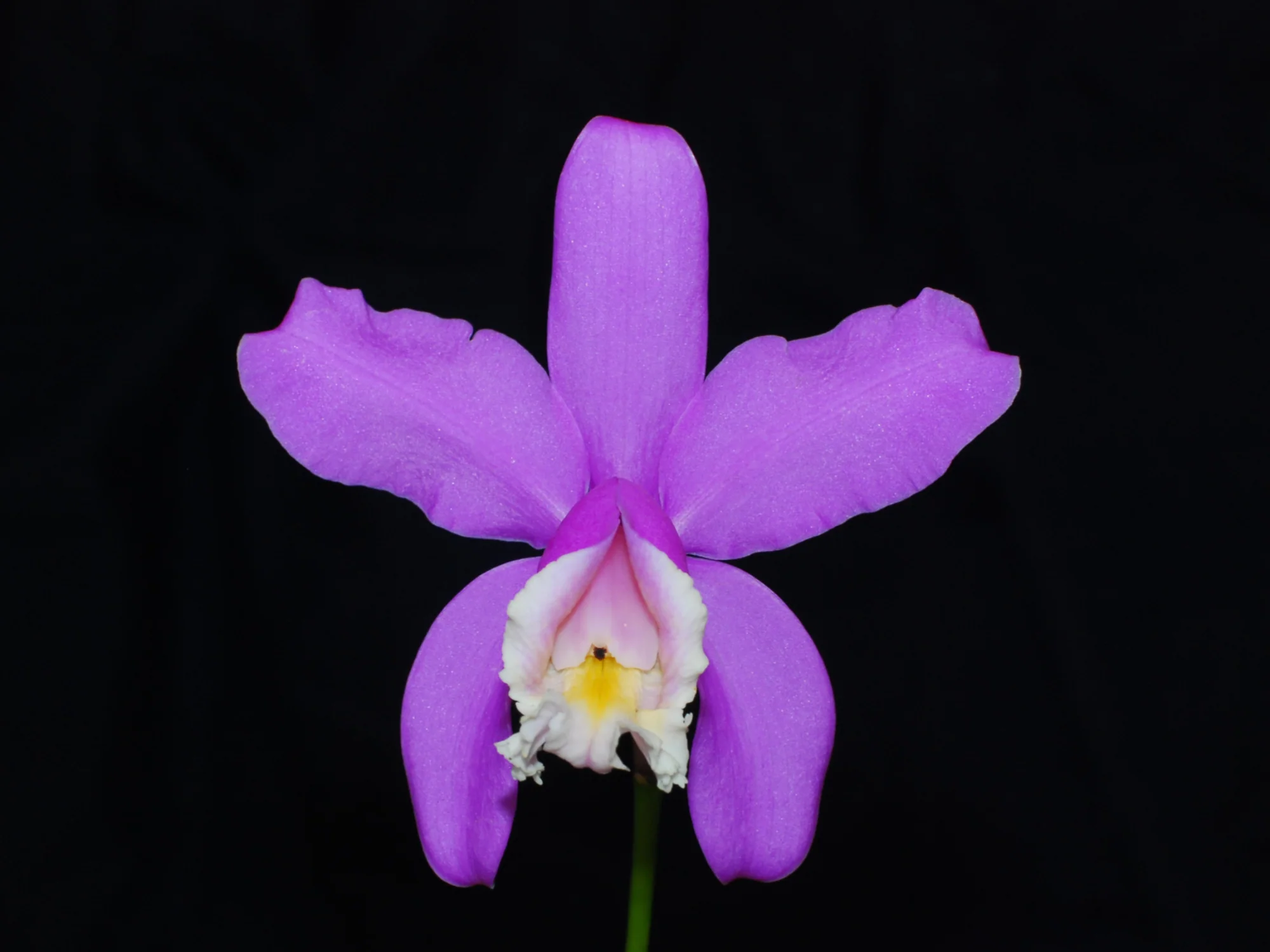 Cattleya harrisoniana (5 cm Topf) - Image 2