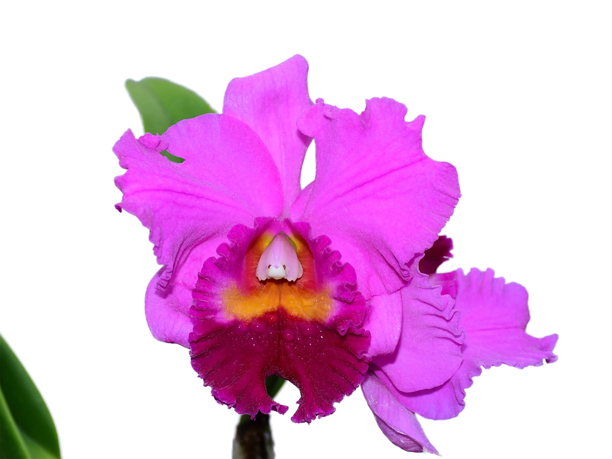 Rhyncholaeliocattleya Amazone Baby