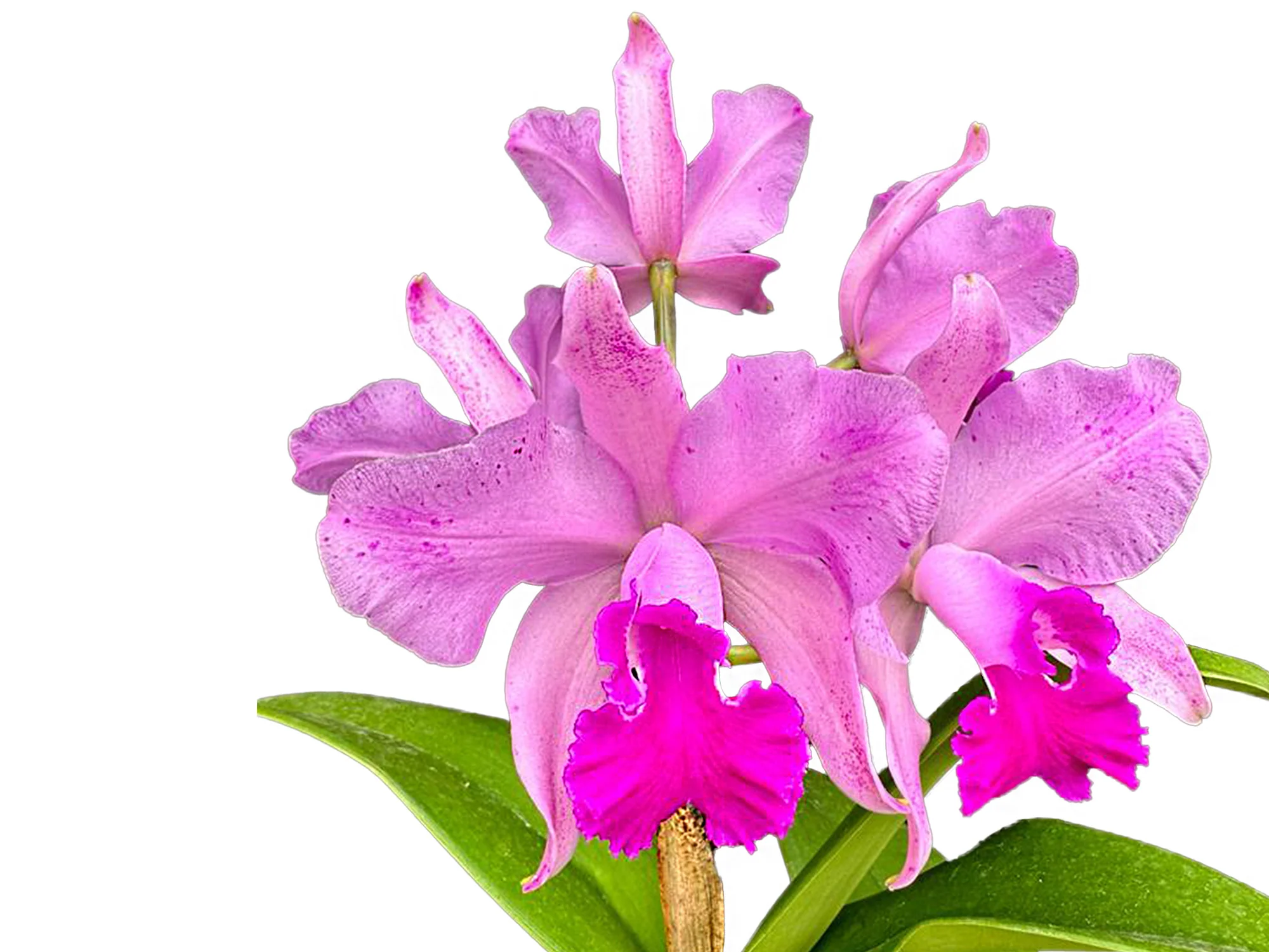 Cattleya Kay