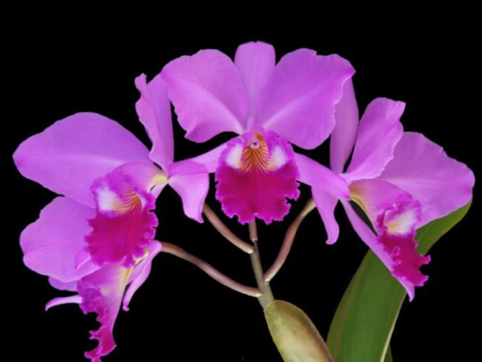 Cattleya labiata (5cm Topf)