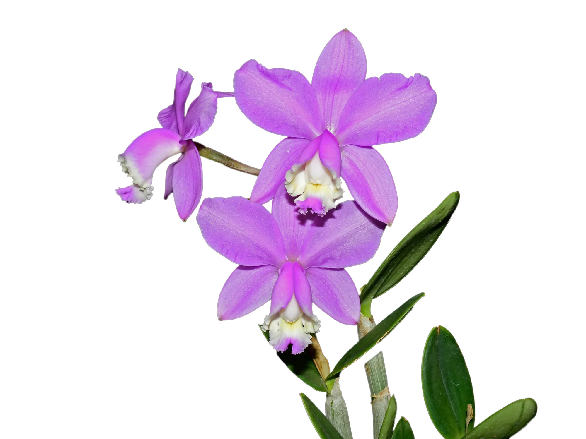 Cattleya loddigesii - Image 2