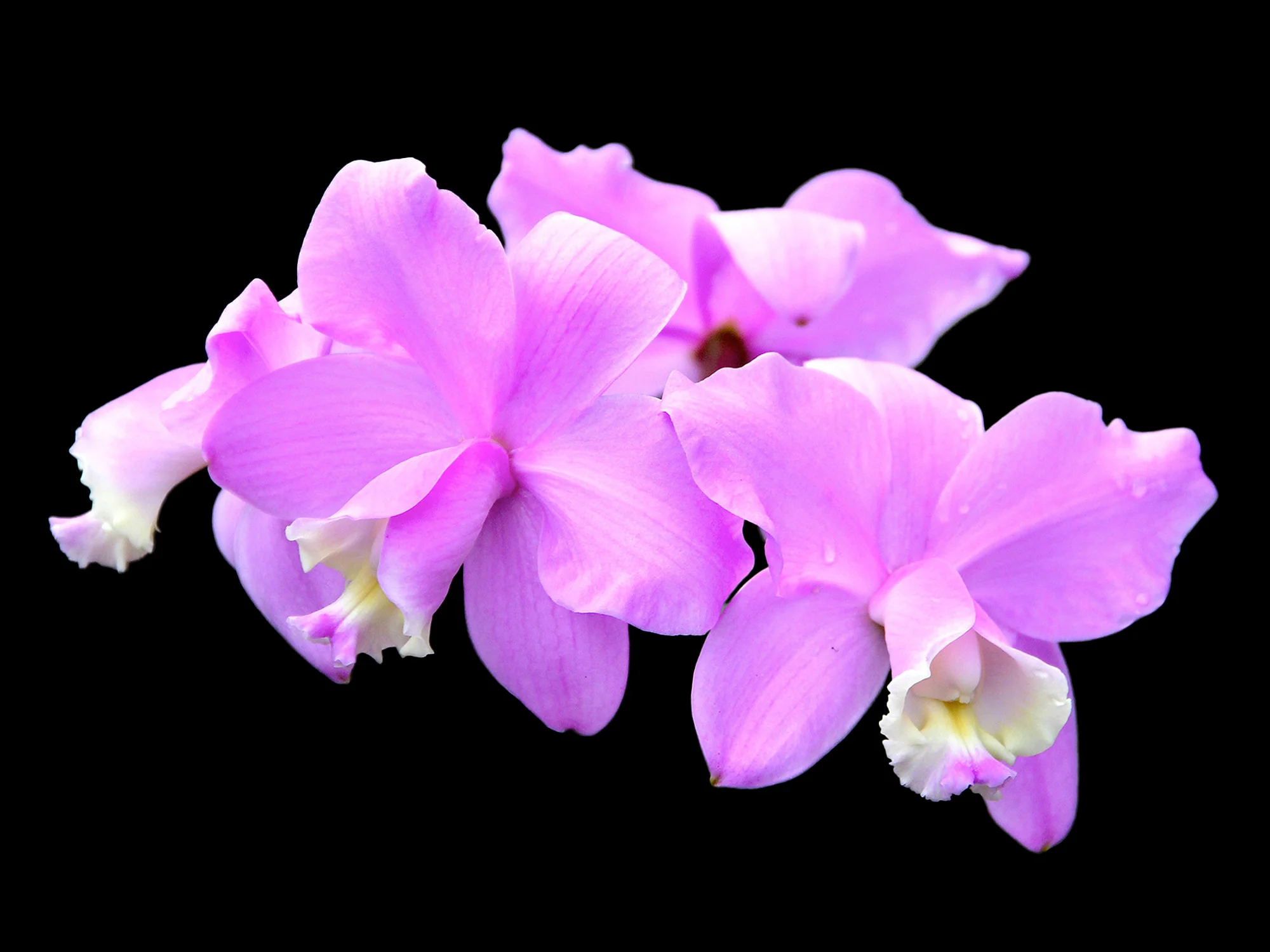 Cattleya loddigesii - Image 3