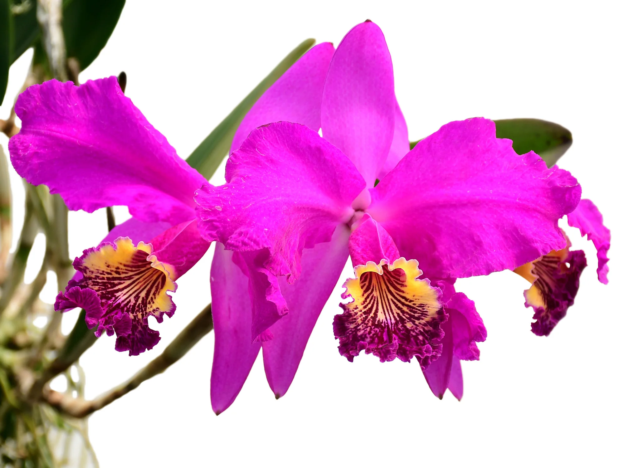 Cattleya lueddemanniana (5 cm Topf)