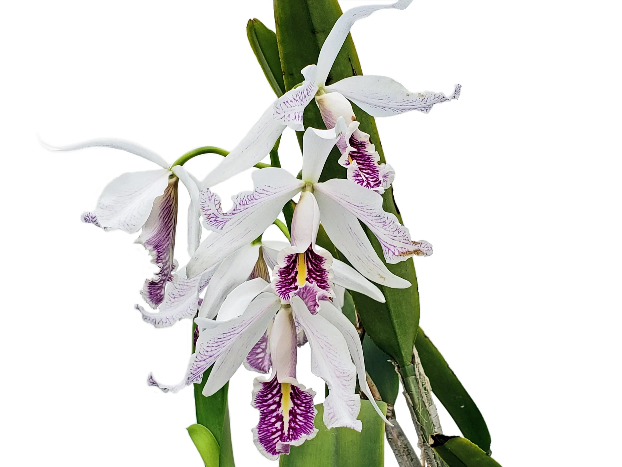 Cattleya maxima f. semialba (5 cm Topf)