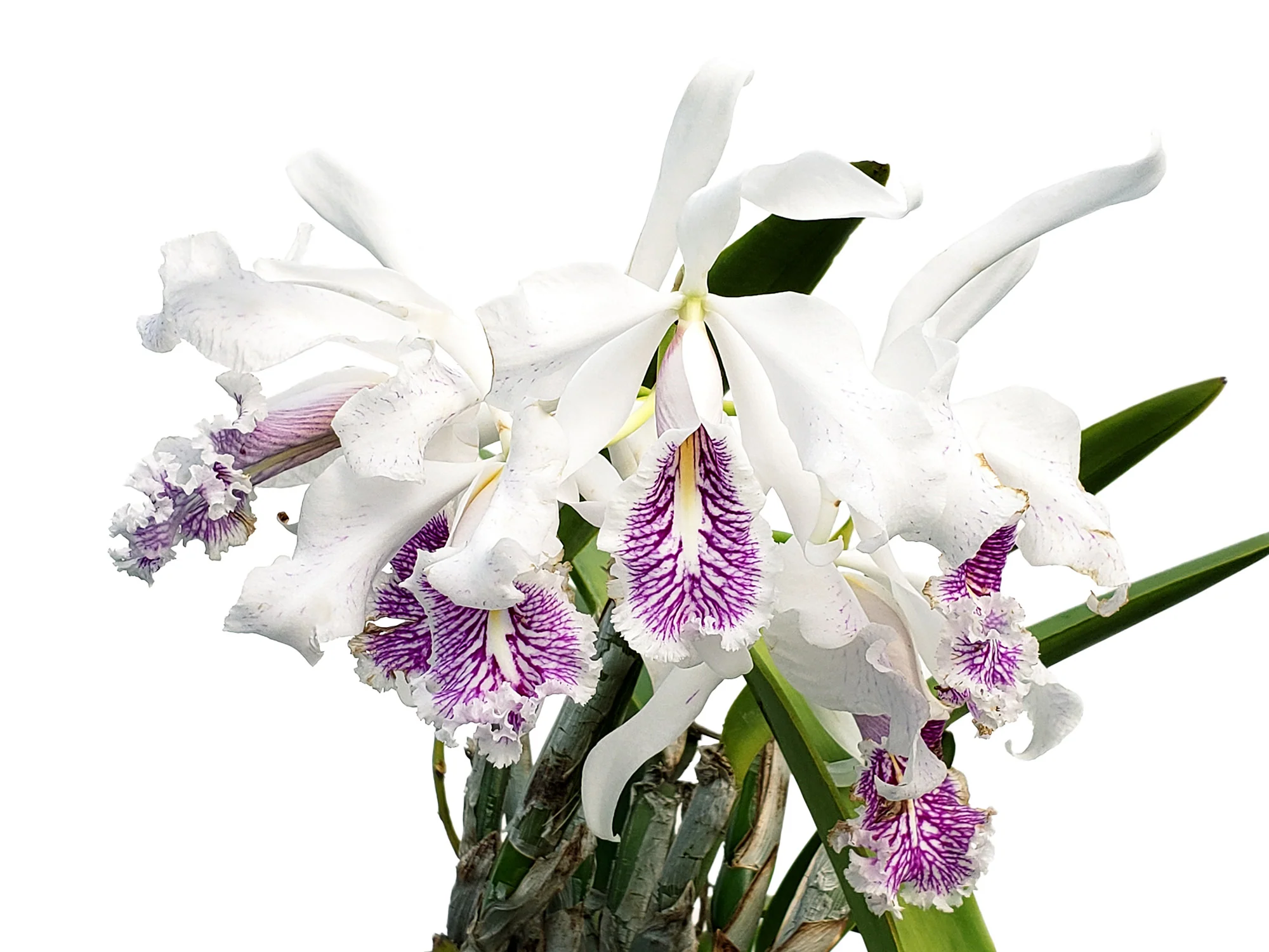 Cattleya maxima f. semialba (5 cm Topf) - Image 2