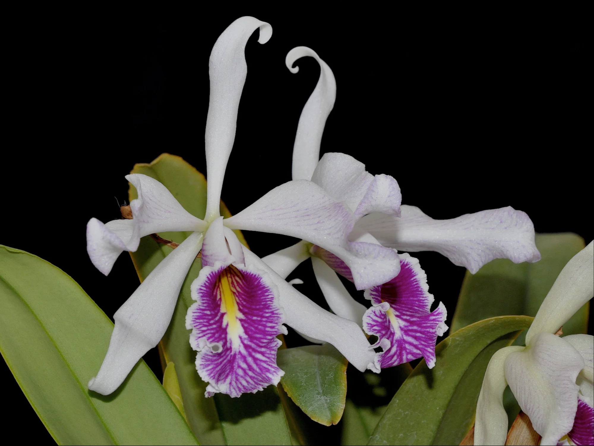 Cattleya maxima f. semialba (5 cm Topf) - Image 3