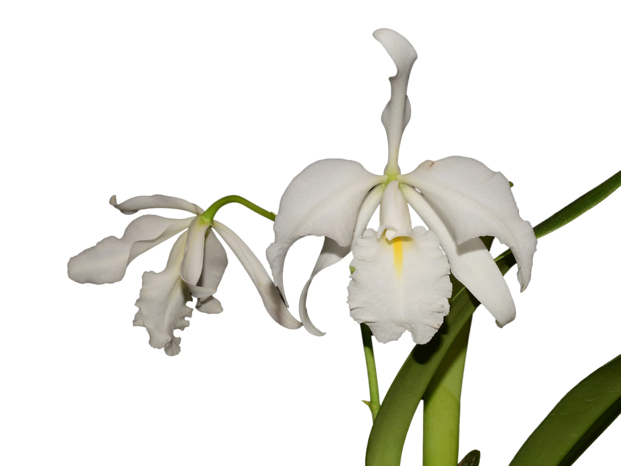 Cattleya maxima f. alba
