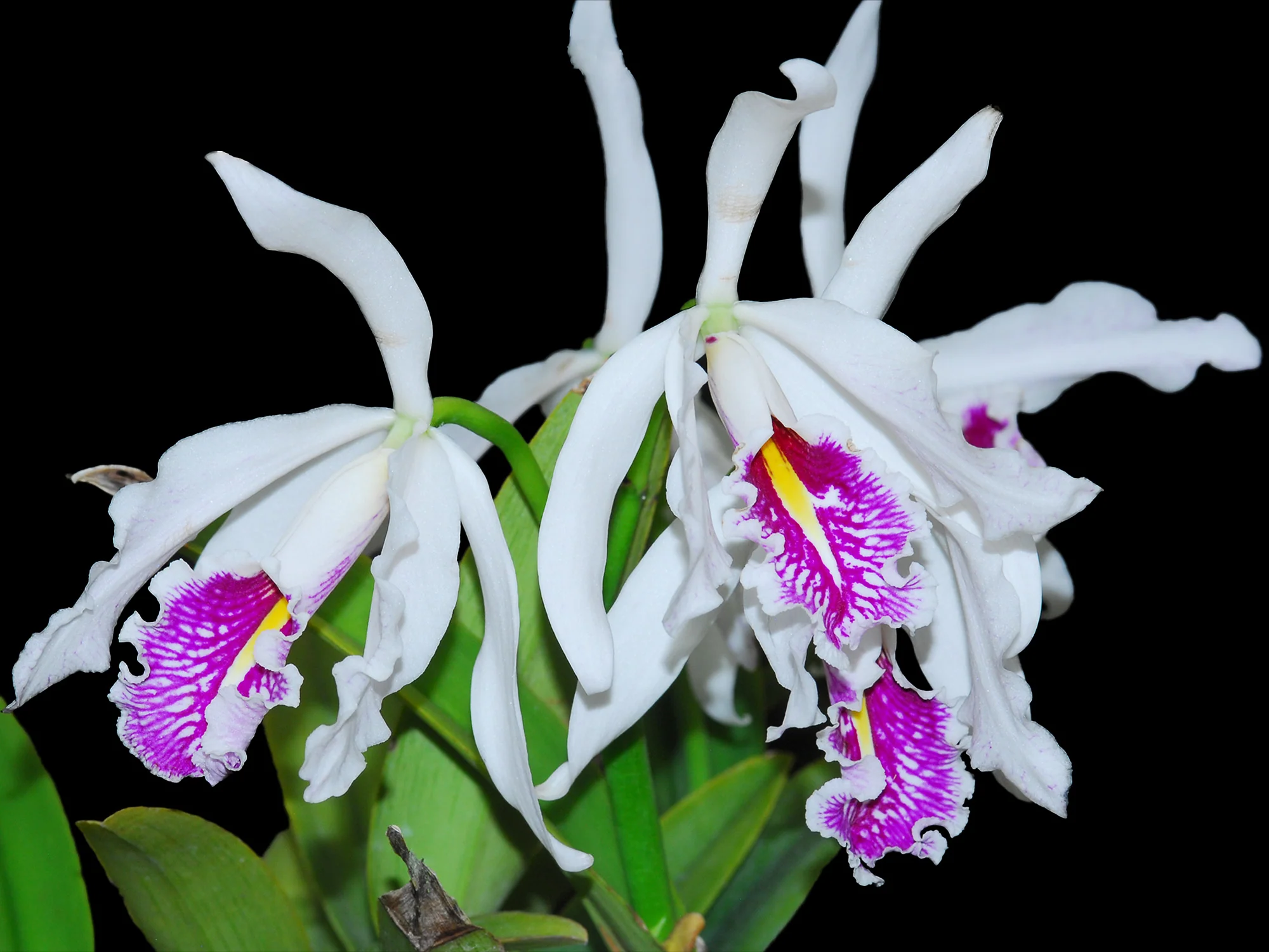 Cattleya maxima f. semialba (9cm Topf)
