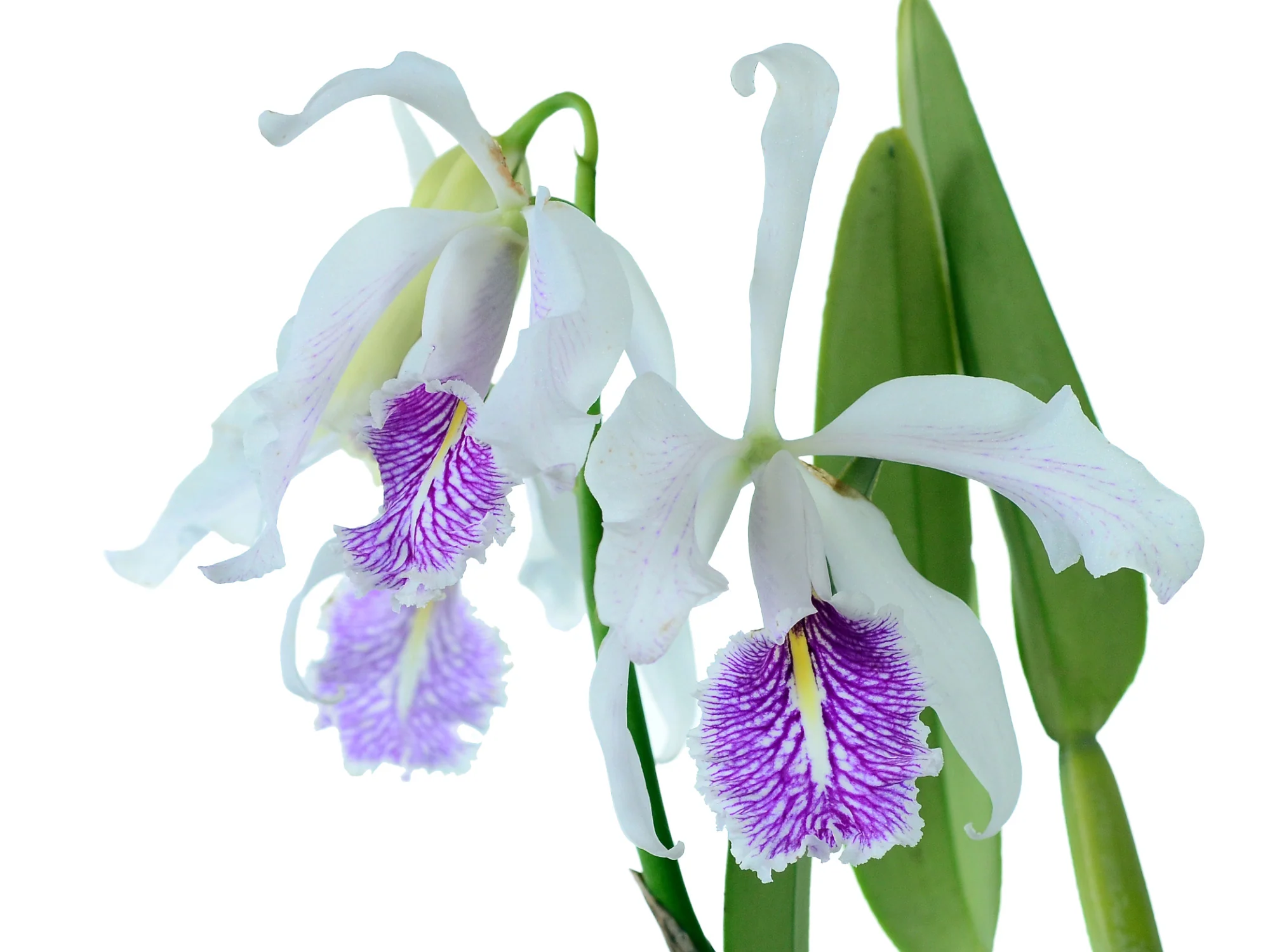Cattleya maxima f. semialba (9cm Topf) - Image 2
