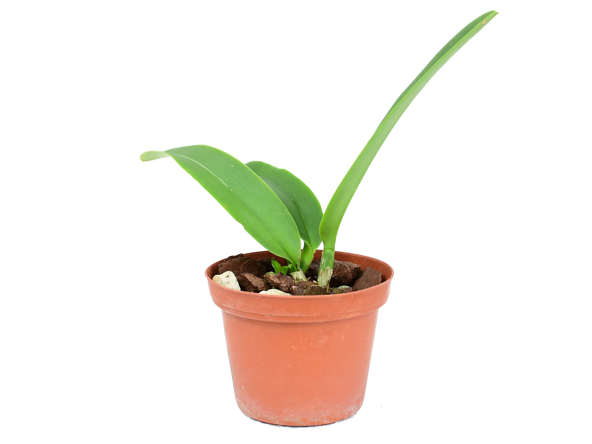 Cattleya maxima f. semialba (9cm Topf) - Image 4