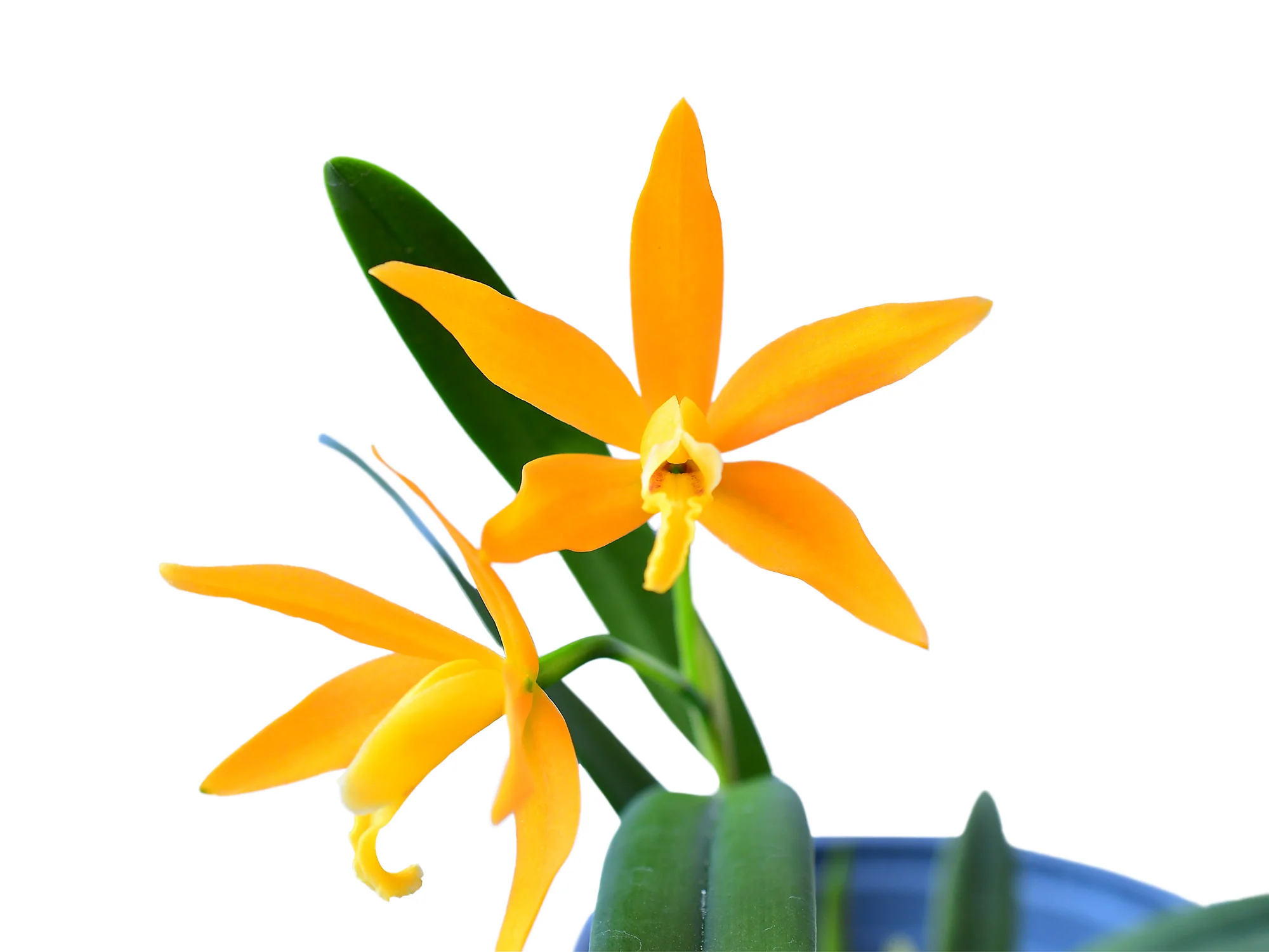 Cattleya Orange Delight