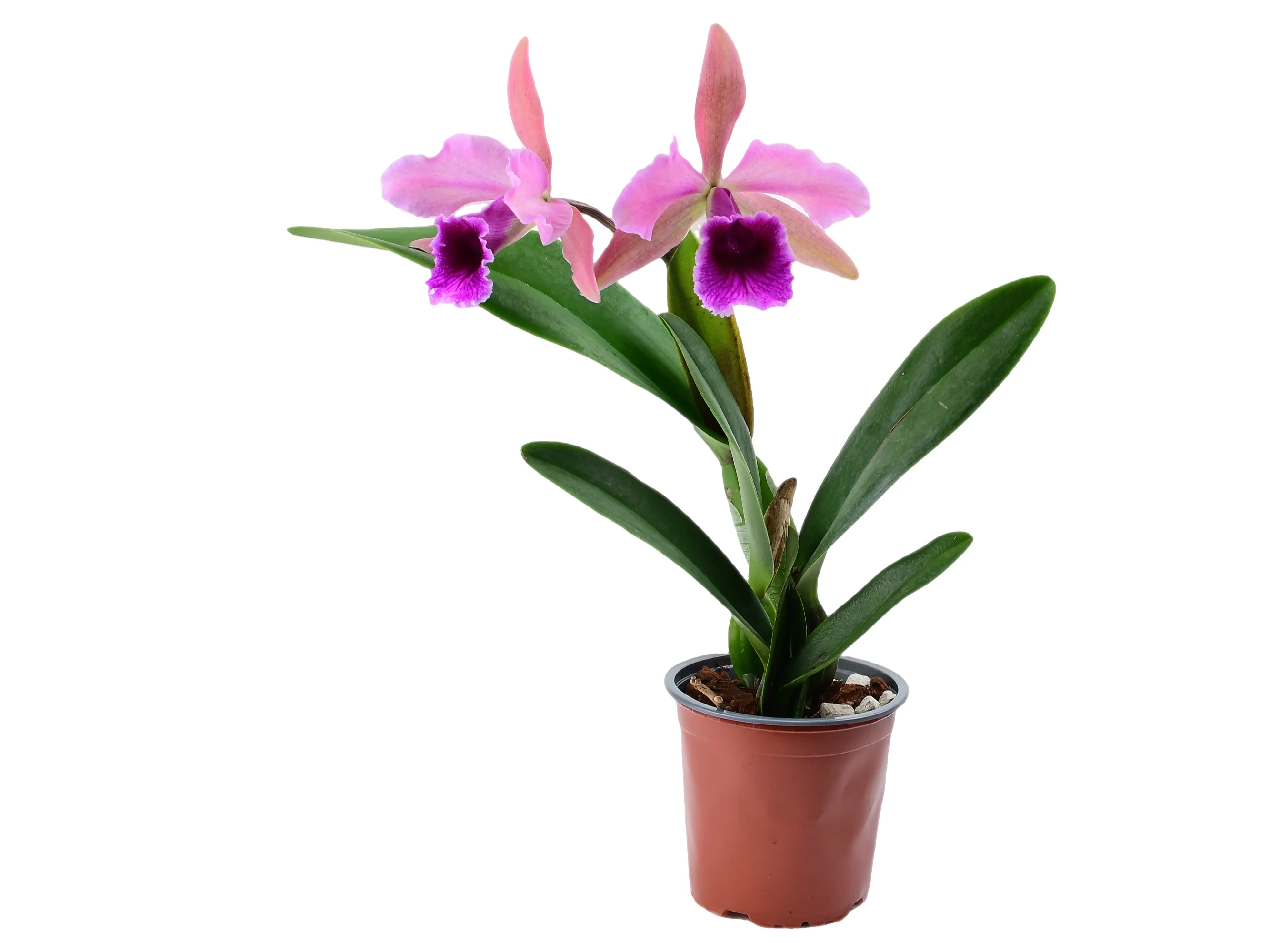 Cattleya Pauline Portilla - Image 2
