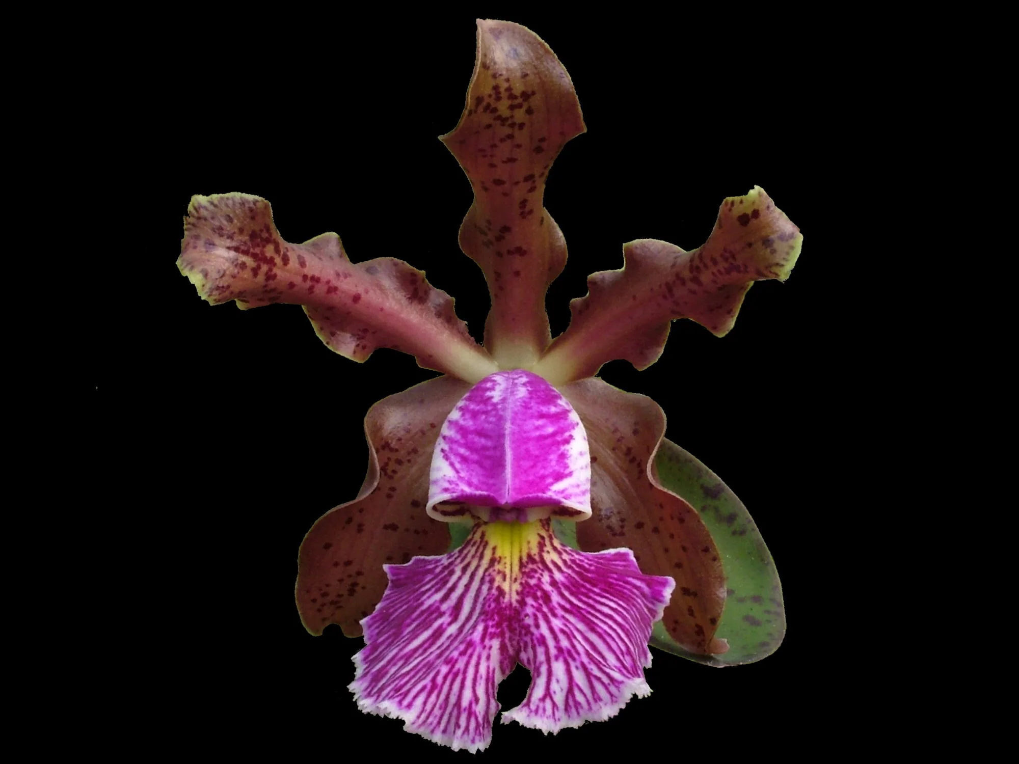 Cattleya schilleriana (5,5 cm Topf)