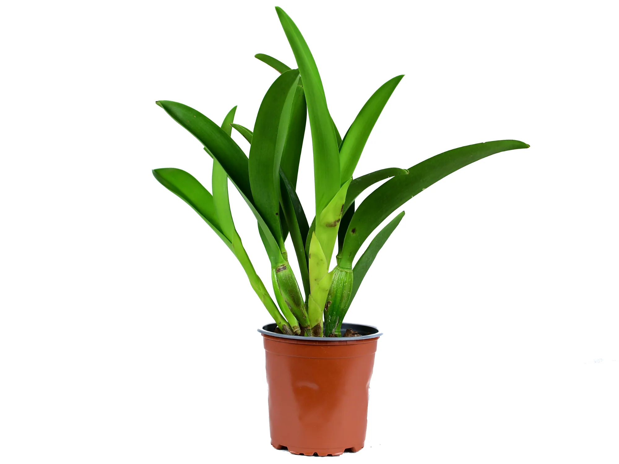 Cattleya Felicia x Laelia rosea