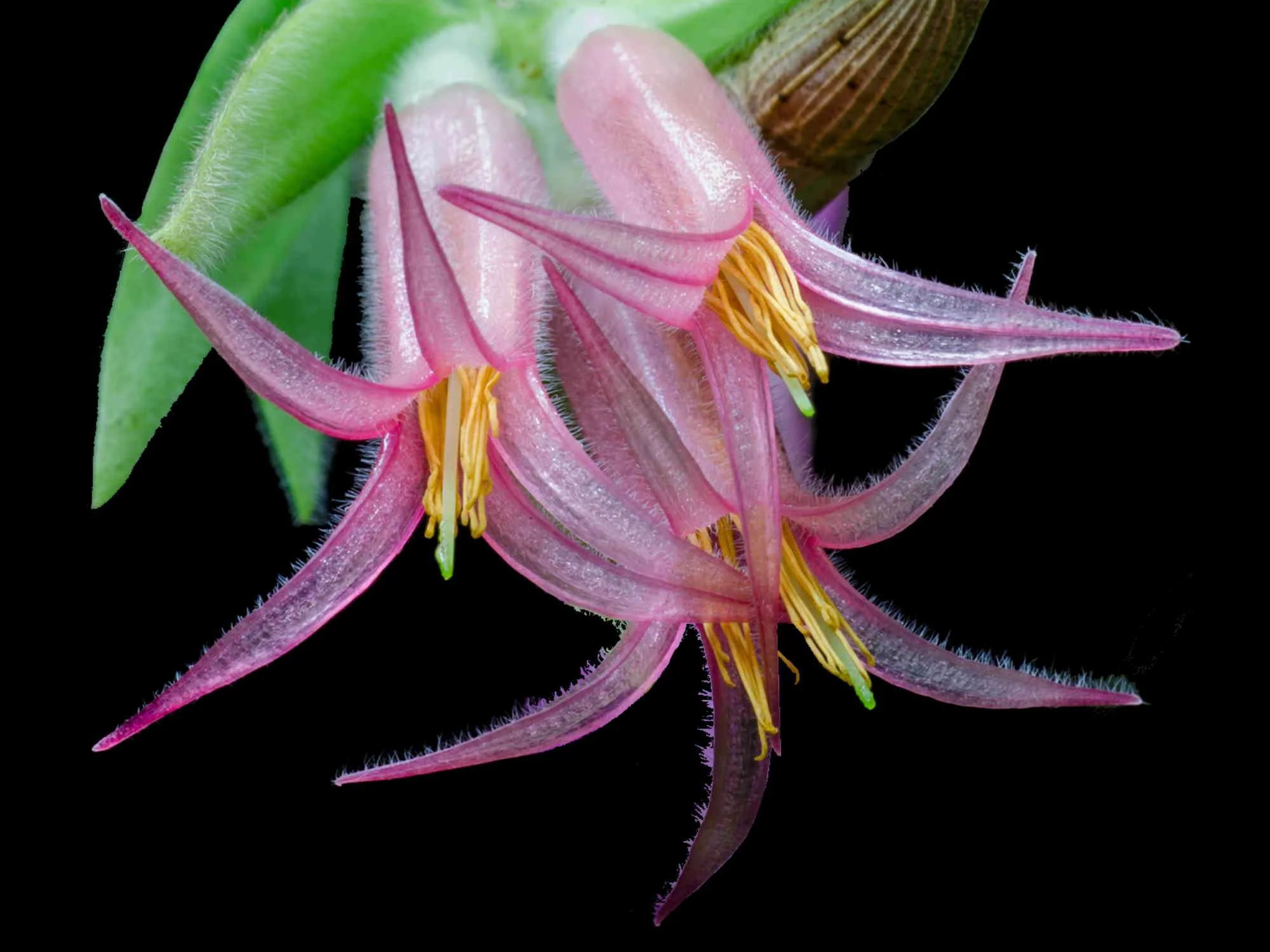 Ceratostema rauhii