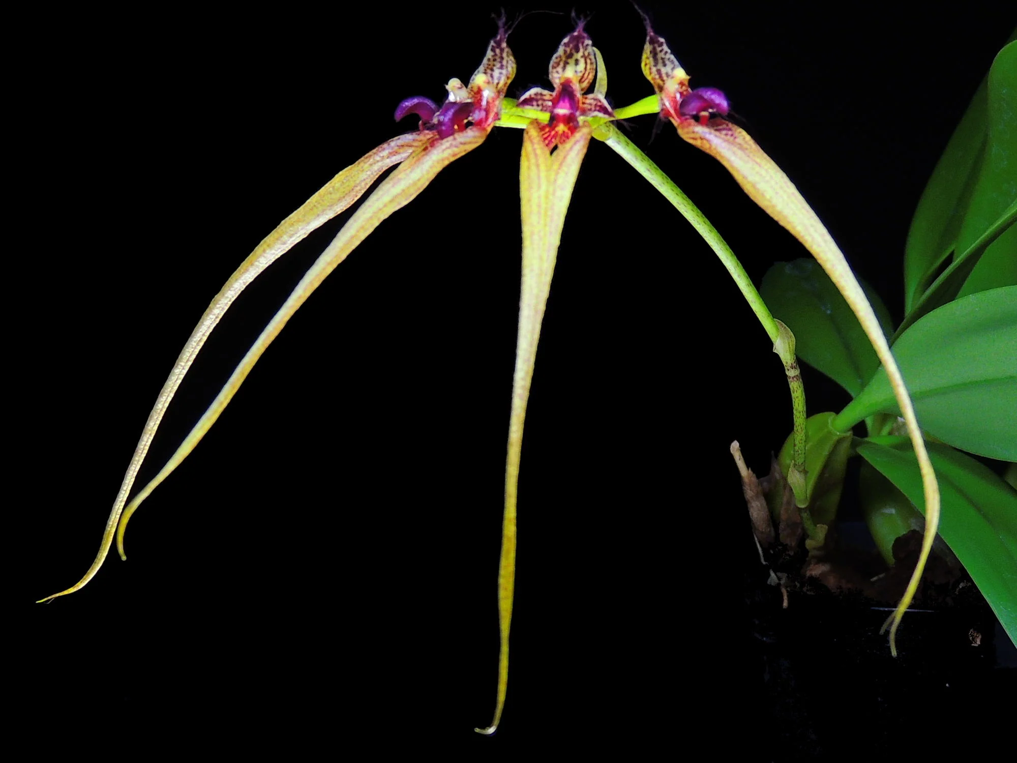 Cirrhopetalum ornatissimum