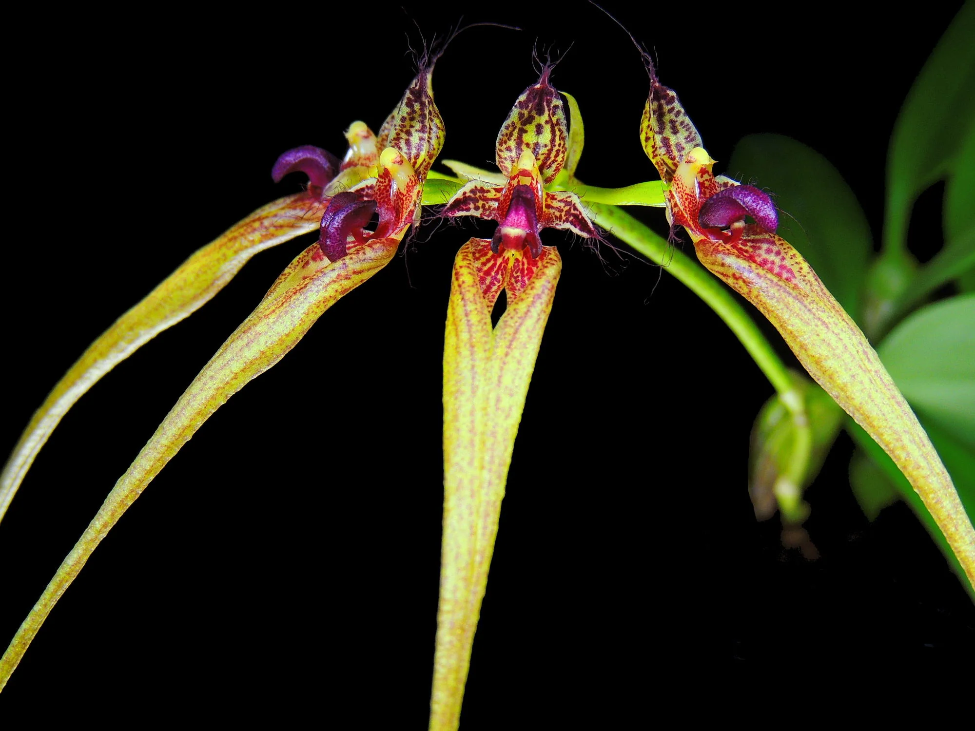 Cirrhopetalum ornatissimum - Image 2