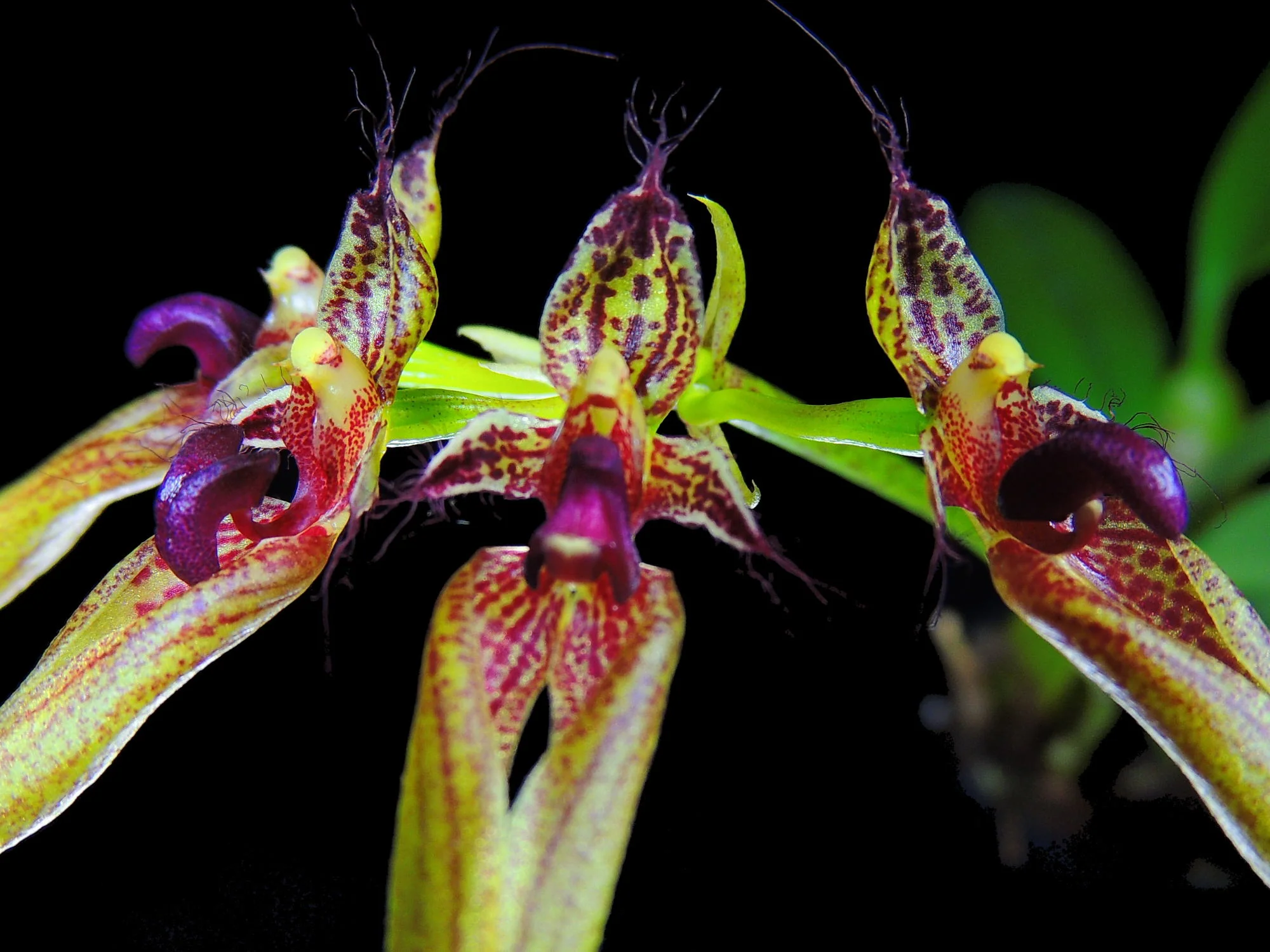 Cirrhopetalum ornatissimum - Image 3