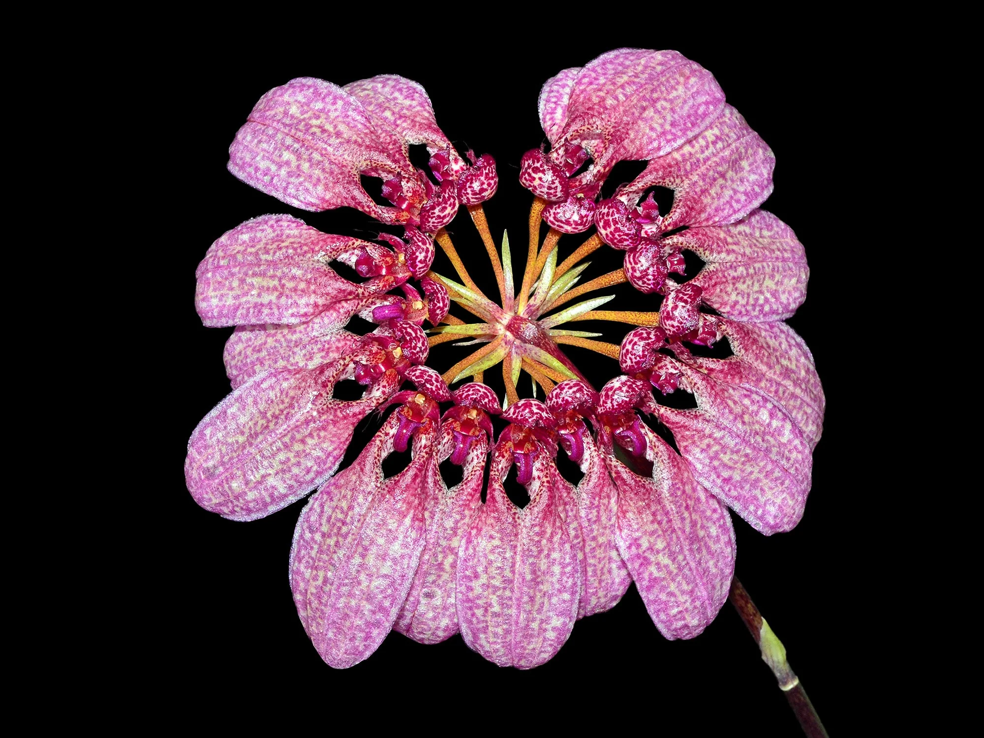 Cirrhopetalum eberhardtii syn. Bulbophyllum eberhardtii - Image 3