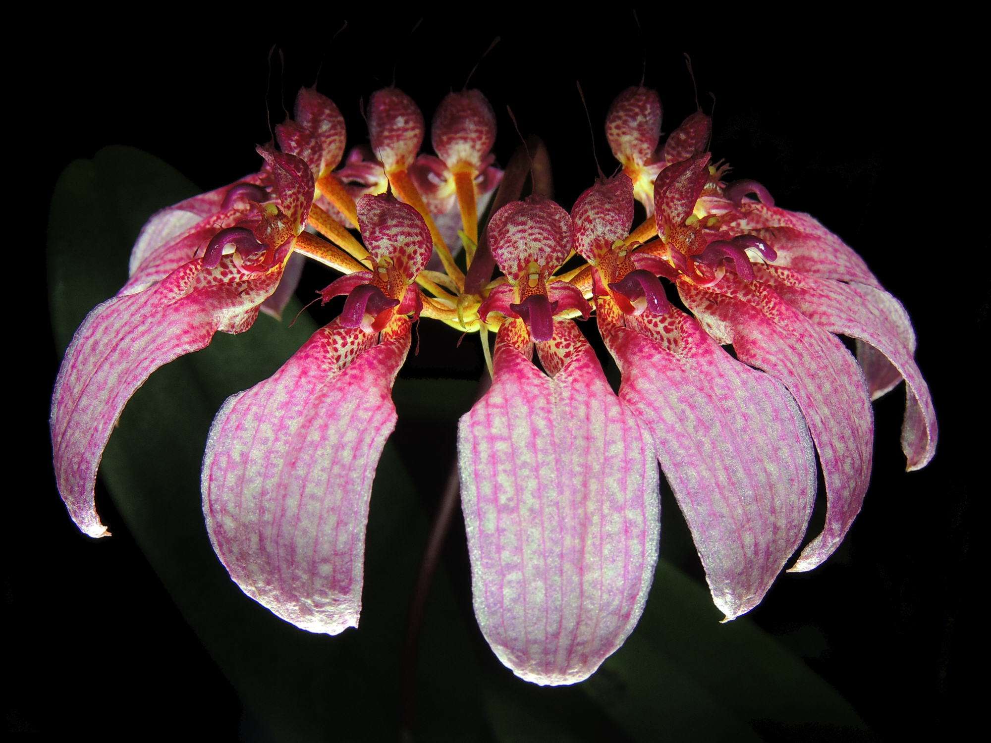 Cirrhopetalum eberhardtii syn. Bulbophyllum eberhardtii - Image 5