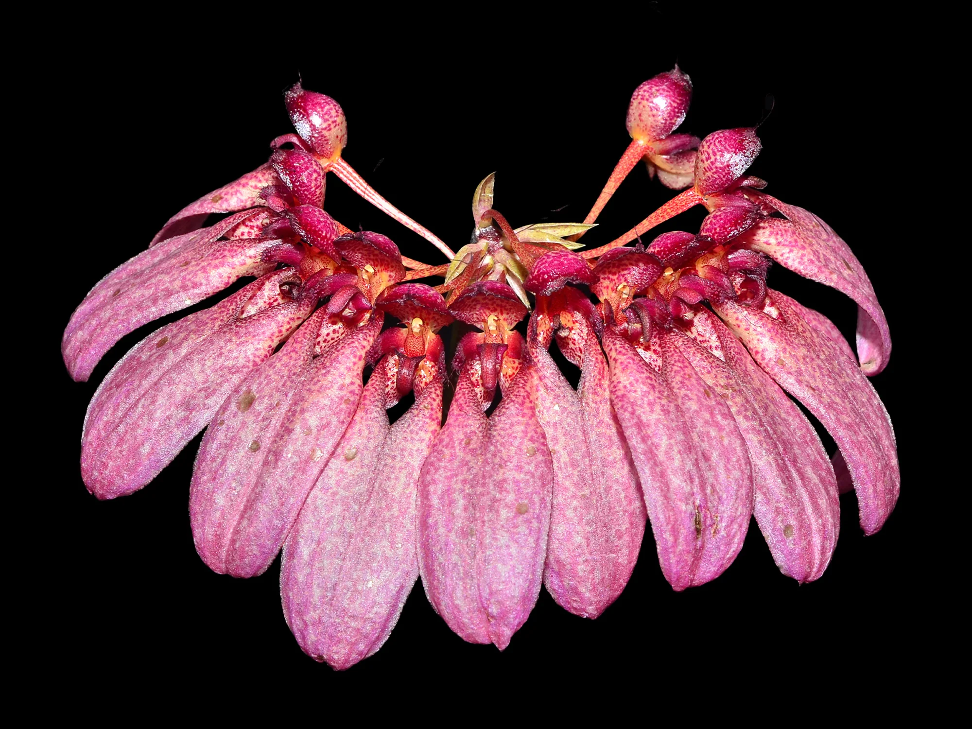Cirrhopetalum eberhardtii syn. Bulbophyllum eberhardtii - Image 7