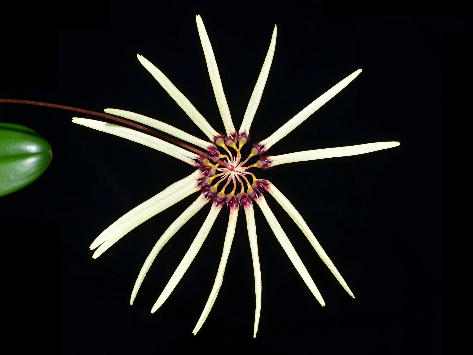 Cirrhopetalum makoyanum - Image 2