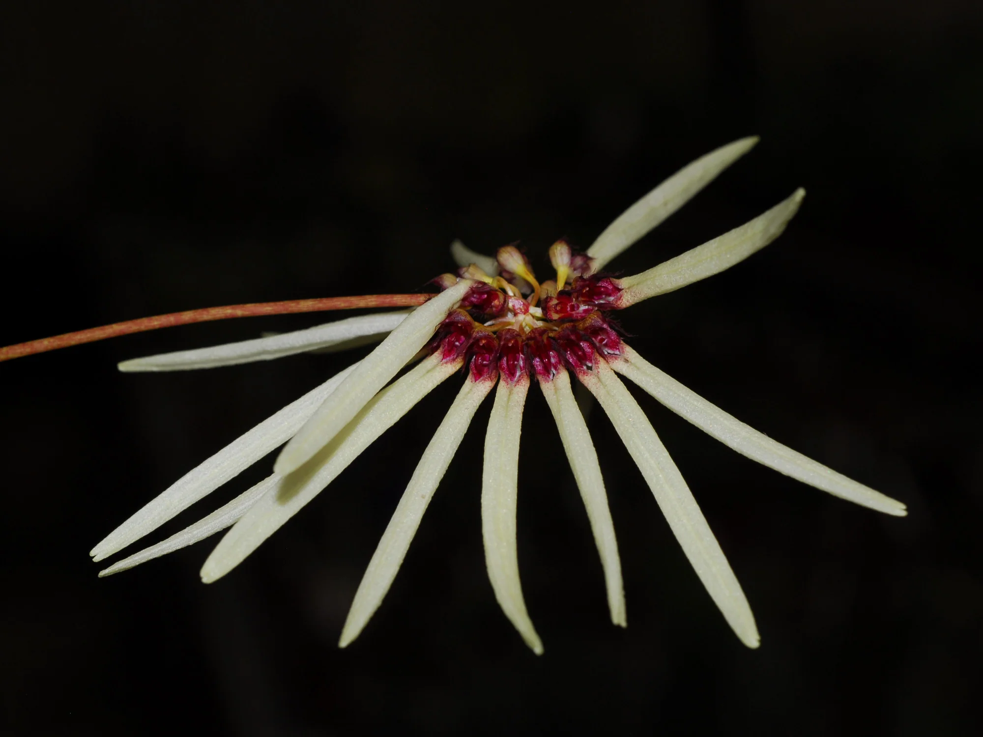 Cirrhopetalum makoyanum - Image 3