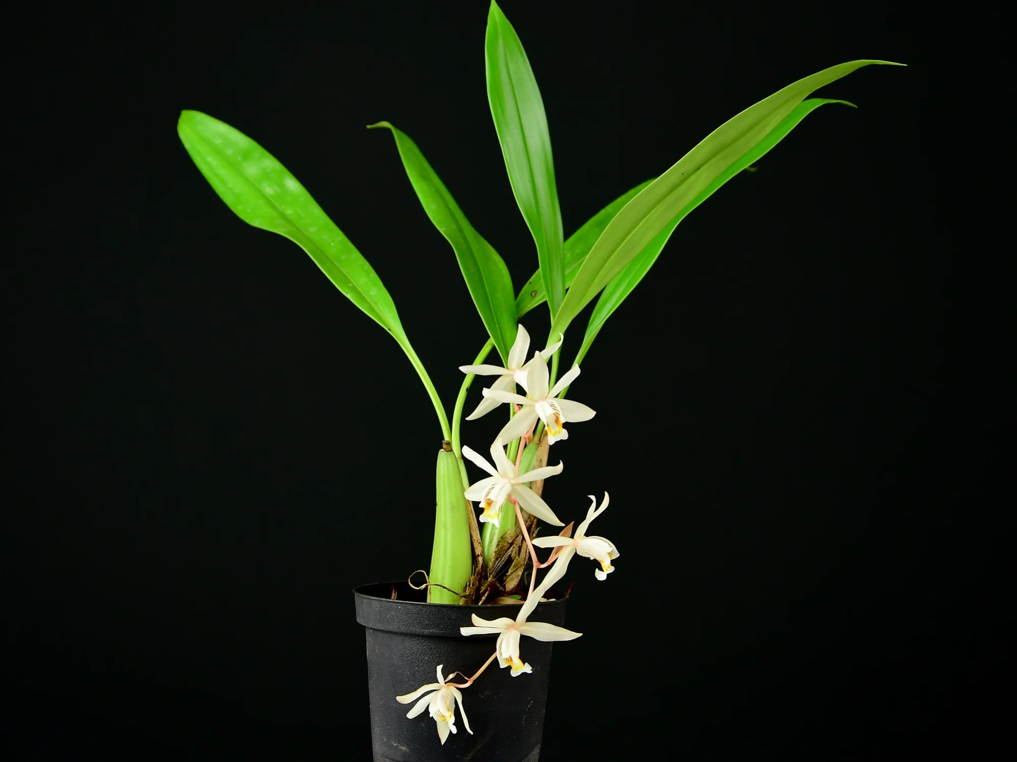 Coelogyne flaccida - Image 3