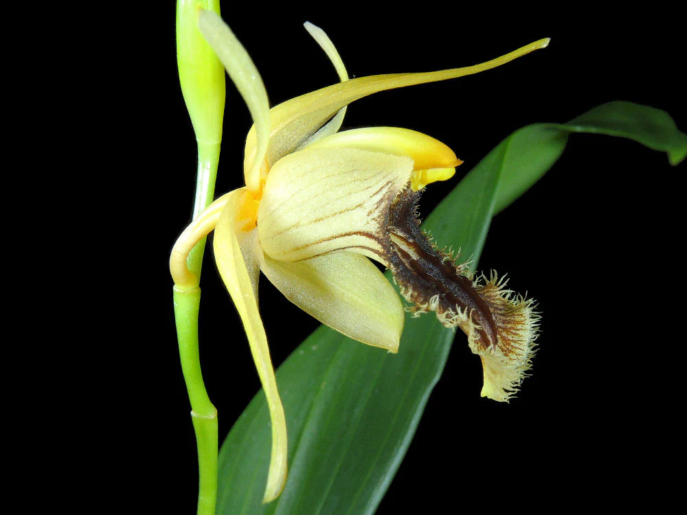 Coelogyne fuliginosa var. Brunnea (5 cm Topf) - Image 3