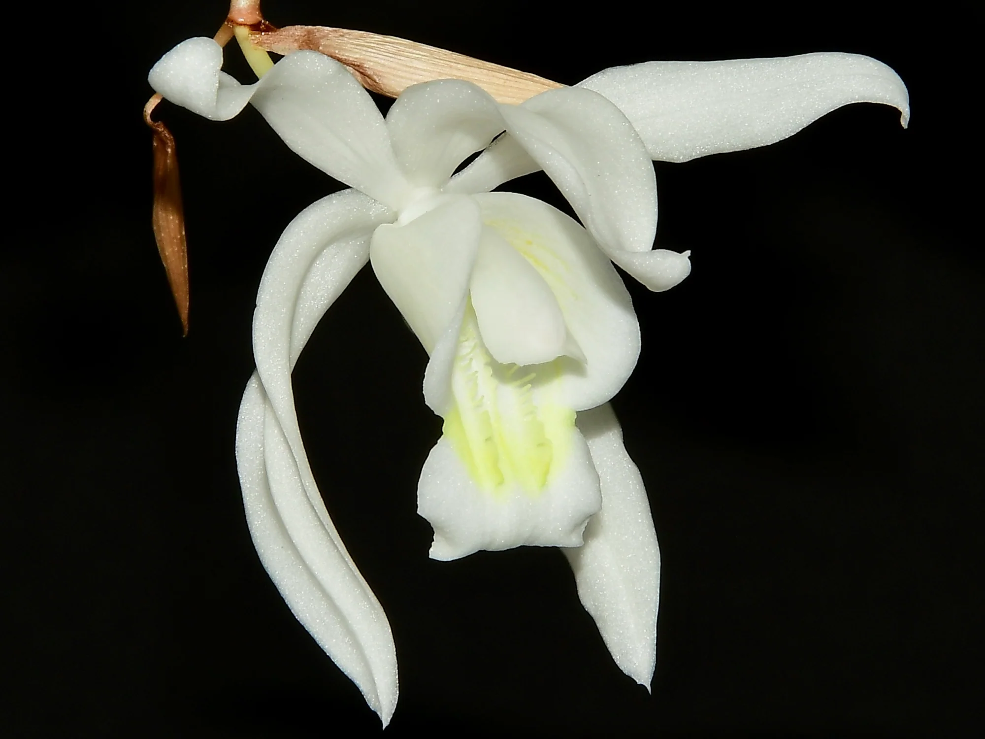 Coelogyne glandulosa - Image 3