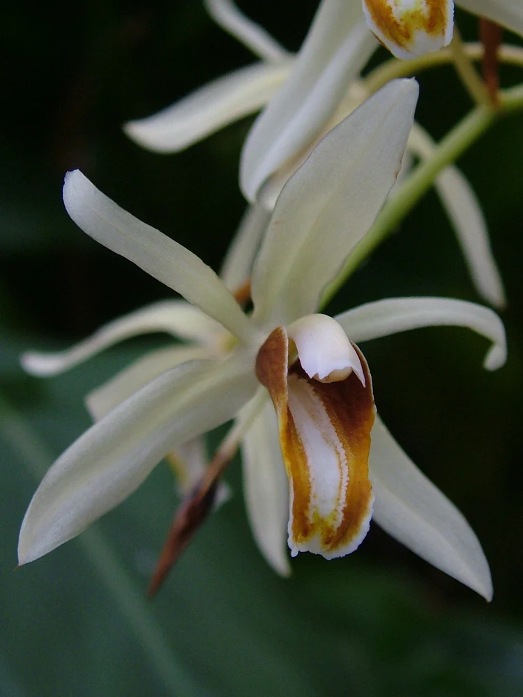 Coelogyne trinervis (16 cm Ampeltopf) - Image 2
