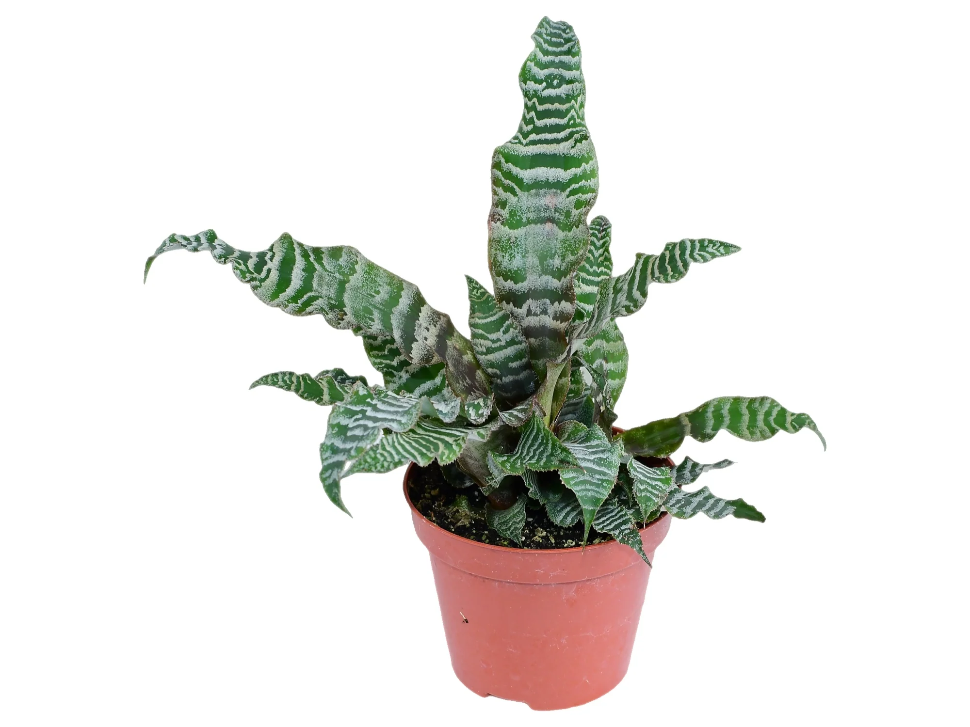 Cryptanthus zonatus - Image 2