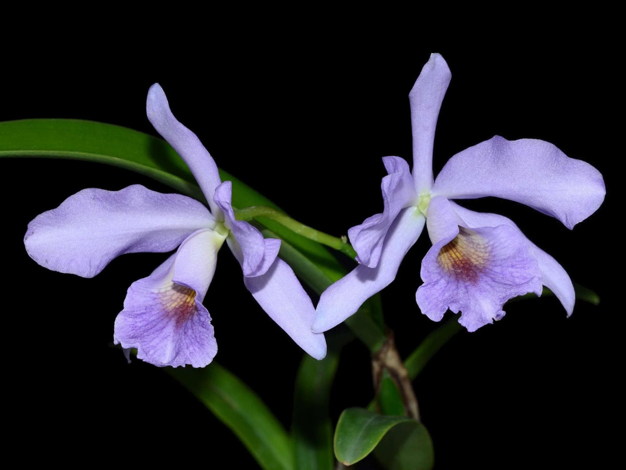 Cattlianthe Chloris 'coerulea' - Image 2