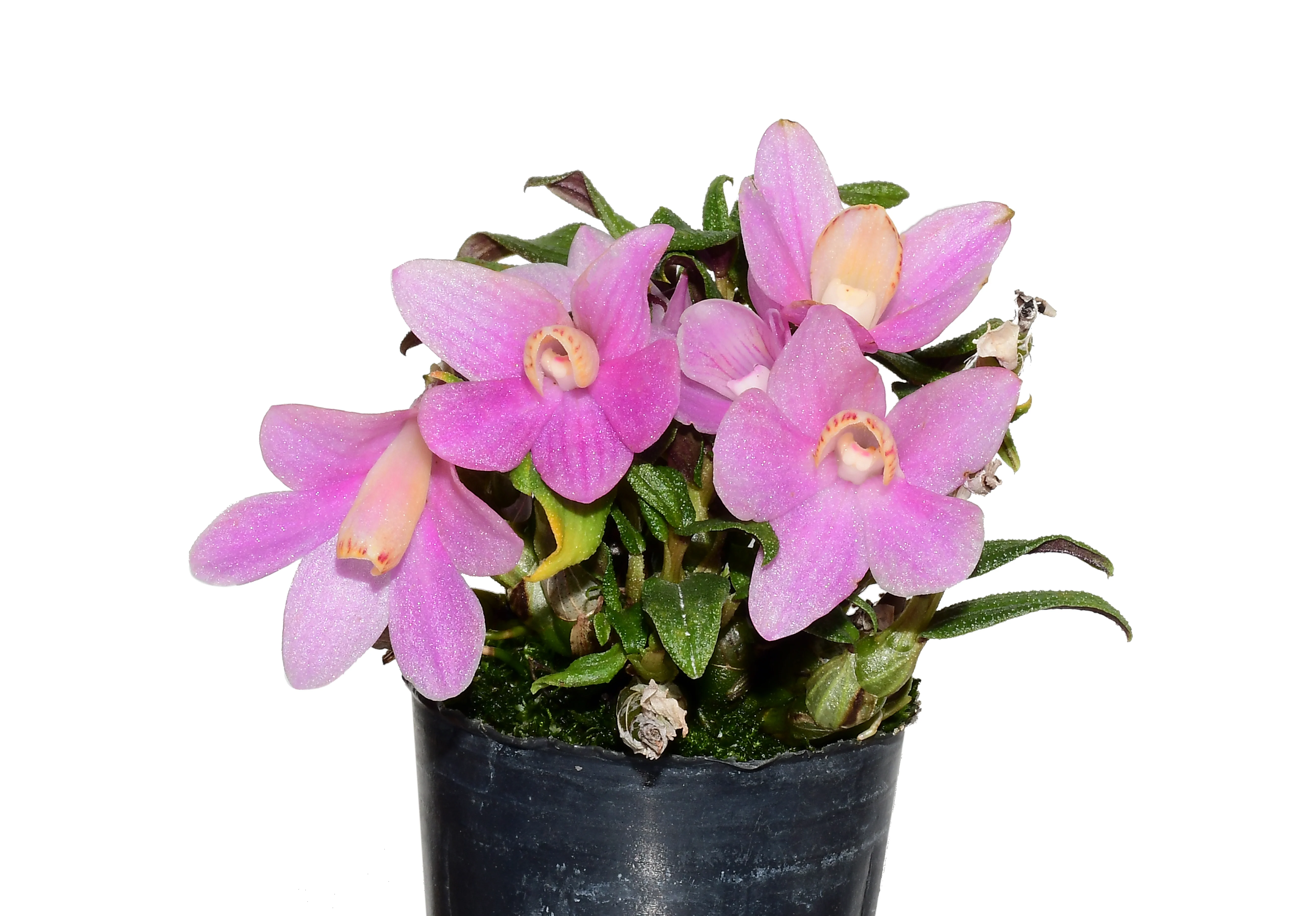 Dendrobium Uzhupud Jewels