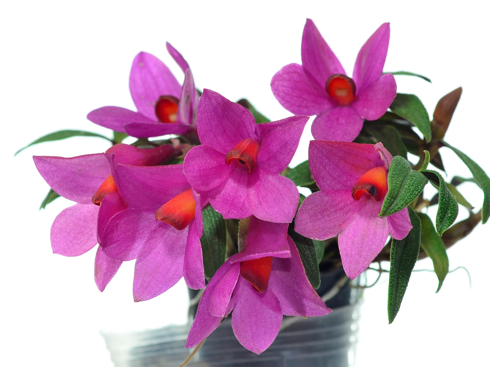 Dendrobium Mtn's Butterfly Kisses 'Pink' - Image 2