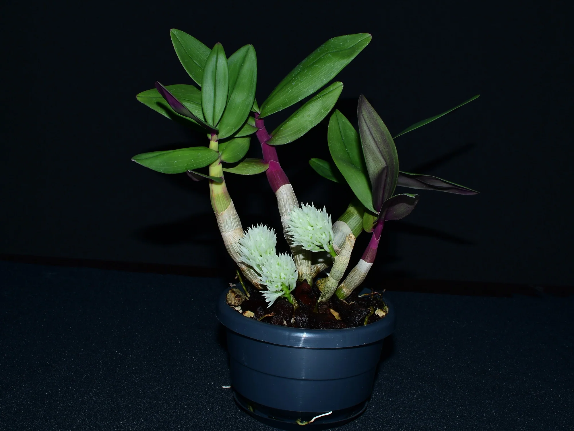 Dendrobium capituliflorum (10 cm Ampeltopf) - Image 2